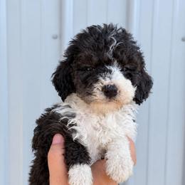 Tucker - Black and white male Aussiedoodle puppy in Hudson, Michigan from Haas Pawz