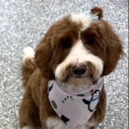 Nova - Goldendoodle