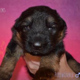 Peri - Black and red male German Shepherd puppy in Orlando, Florida from AceHaven Canines