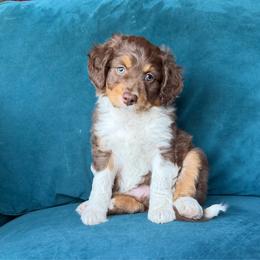 Golden (blue) - Red tri-color female Aussiedoodle puppy in Watertown, Wisconsin from Little Bear Paws Aussiedoodles