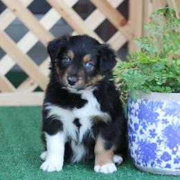 Suzuki - Black tri-color female Australian Shepherd puppy in Circleville, Utah from Canyon Creek Aussies