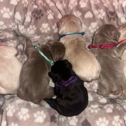 Blue Collar - Cream male French Bulldog puppy in Hodges, South Carolina from Southern Standard Bulldogs