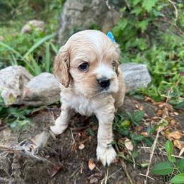 Coral - Buff and white female Cocker Spaniel puppy in West Plains, Missouri from Ozark Haven Farm