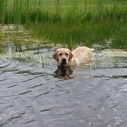 Labrador Retriever Puppies from Showtime Labradors