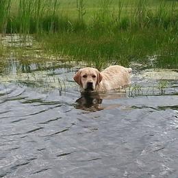 Labrador Retriever Puppies from Showtime Labradors