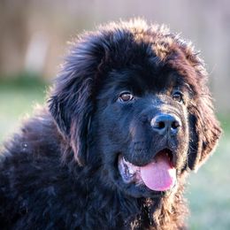 Newfoundlands and Wire Fox Terriers from Schlagel Pups
