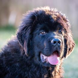 Newfoundlands and Wire Fox Terriers from Schlagel Pups