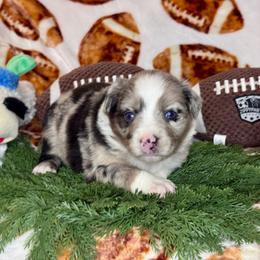 Twilight (Sparkle) - Blue merle female Australian Shepherd puppy in California from Eagle River Aussies