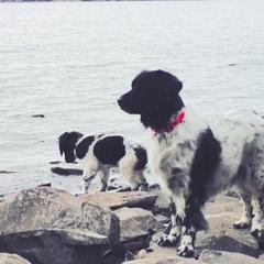 Stabyhoun All Grown Up from Fryske Point
