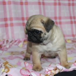 Emily - Fawn female Pug puppy in Tuscola, Illinois from Dream on puppies