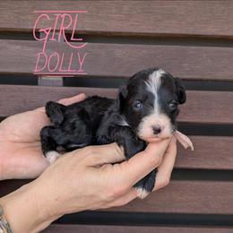 Dolly - Black and white female Bernedoodle puppy in Cambridge, Minnesota from Country Meadow Doodles