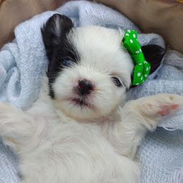 Korean Babydoll Stoick - Black gold and white male Mal-Shi puppy in Barren Springs, Virginia from Seeking Shalom Acres Maltese, Maltipoos & Havamalts