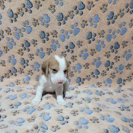 Lemon Boy - Lemon male Beagle puppy in New River, Arizona from Desert Mountain Dobermans