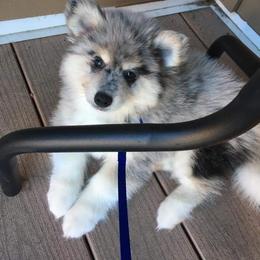 Pomsky Puppies from SD Pomskies