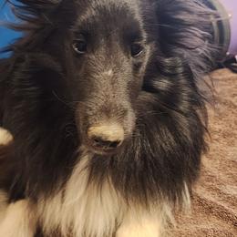 Shetland Sheepdog puppies from M&M Shelties and Smooch-A-Bulls English Bulldogs