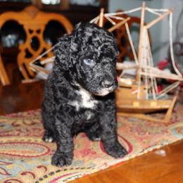 Boy 3 - male Portuguese Water Dog puppy in Hamptonville, North Carolina from Alabama Havanese Kennel Tidewater Kennel