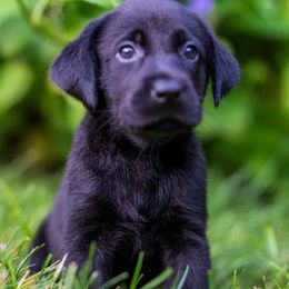 English Springer Spaniel and Labrador Retriever Puppies from Woodland Kennel