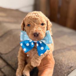 Tortellini - Yellow and white male Bernedoodle puppy in Macon County, North Carolina from Mountain Doodles