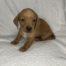 Spot - Cream male Dachshund puppy in Mocksville, North Carolina from The Dachs of Hazzard Dachshunds