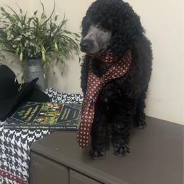 Terry - Black male Poodle puppy in Douglas, Georgia from Big Mama’s Beauties