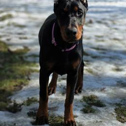Doberman Pinscher puppies from Eminent Dobermans