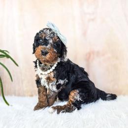 Luna - Merle female Bernedoodle puppy in Gaylord, Michigan from Dog Mom Co. Doodles