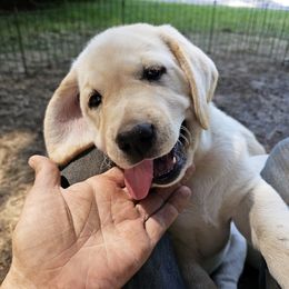 Labrador Retriever Puppies from Gabriel Ben-Yosef