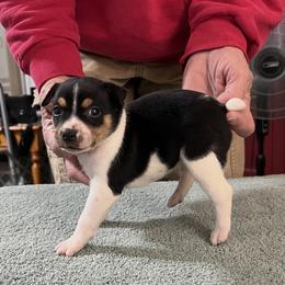 Pep - White black and tan male Rat Terrier puppy in Gonzales, Texas from Sunshine Deckers