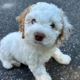 Tundra - Red and white male Cockapoo puppy in Egg Harbor City, New Jersey from Grace Given Cockapoos (GGC)