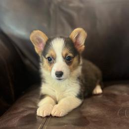 EL F1 - Black and tan female Pembroke Welsh Corgi puppy in Stockton, Iowa from Infinity Corgis