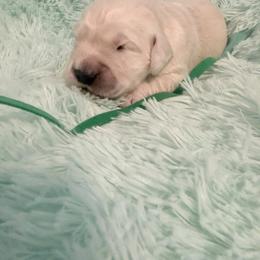 Mr Green - Light golden male Golden Retriever puppy in Imlay City, Michigan from Celtic Pride Goldens
