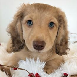 Dodger - Dachshund