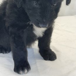Aussiedoodle Puppies from Barefoot Acres NC Aussie Doodles