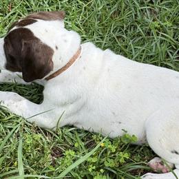 German Shorthaired Pointers from Rachel Forehand