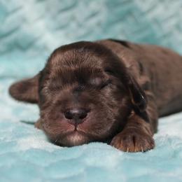 Mable - Merle female Cockapoo puppy in Klingerstown, Pennsylvania from Schaible Family Puppies