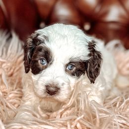 Blush - Chocolate female Australian Labradoodle puppy in Decatur, Alabama from Southern Meadows Doodles