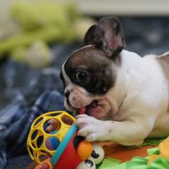 Sarge - Fawn and white male French Bulldog puppy in Sidney Center, New York from iFrenchi