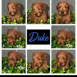 Duke - Red  male Goldendoodle puppy in Greenville, South Carolina from Law Doodles of SC