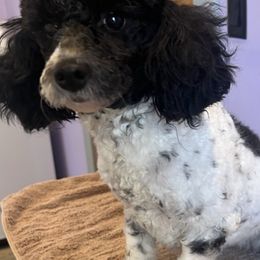 Poodles and Yorkshire Terriers from Friddles Countryside