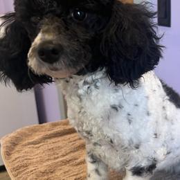Poodles and Yorkshire Terriers from Friddles Countryside