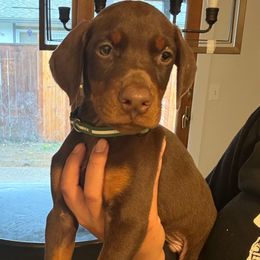 Tommy - Red and rust male Doberman Pinscher puppy in Newberg, Oregon from De Mata Dobermann Kennel
