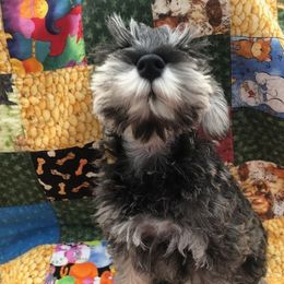 Miniature Schnauzer Puppies from MoonShadows Miniature Schnauzers