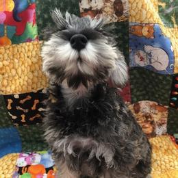 Miniature Schnauzer Puppies from MoonShadows Miniature Schnauzers