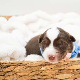 Brownie - Red tri-color male Miniature American Shepherd puppy in Elmwood Park, Illinois from HuskiesAndGoldensWithFinesse