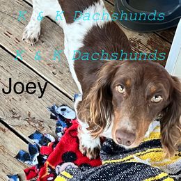 Joey - Dachshund