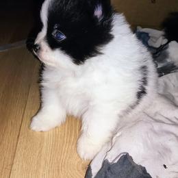 Pomeranian and Shetland Sheepdog Puppies from K&A Little Wonder's