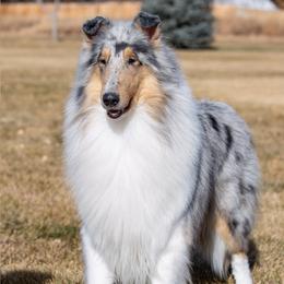 Esme  - Collie