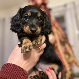 Sweet girl - Black and tan female Dachshund puppy in Massies Mill, Virginia from Pigeon Hill Dachshunds