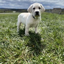 Labrador Retriever Puppies from Fire & Ice Labradors