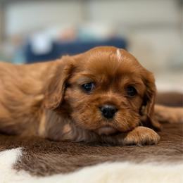 Copper - Ruby male Cavalier King Charles Spaniel puppy in Melrose, Florida from Magnolia Hill Cavaliers and Doxies